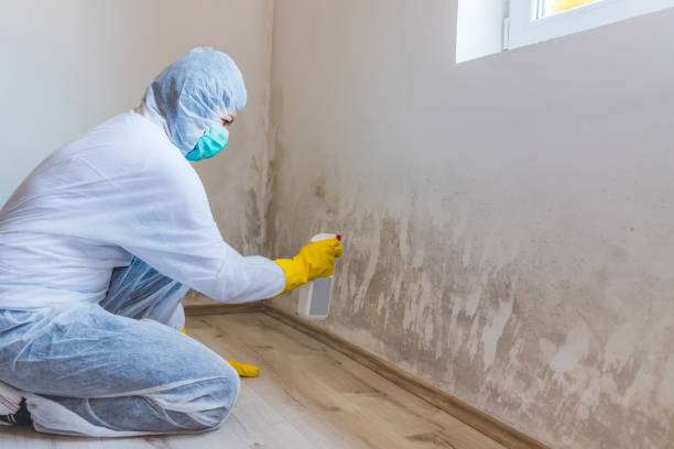Licensed Basement Mold Remediation service in Anoka, MN - Car Mold Remediation