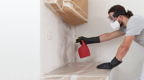 Professional Basement Mold Remediation technician working in Anoka, MN