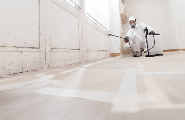 24/7 Emergency Basement Mold Remediation experts in Anoka, MN