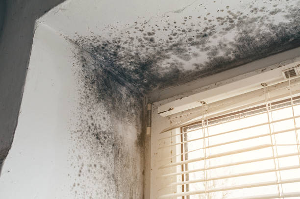 Affordable Basement Mold Remediation solutions in Anoka, MN
