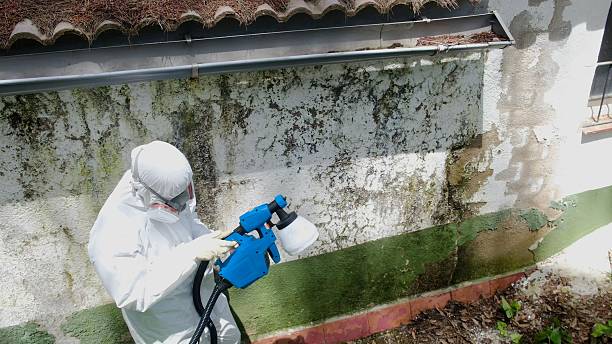 Top rated local Basement Mold Remediation specialists in Anoka, MN
